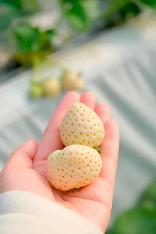 草莓的八大保健功效具体有哪些呢？
