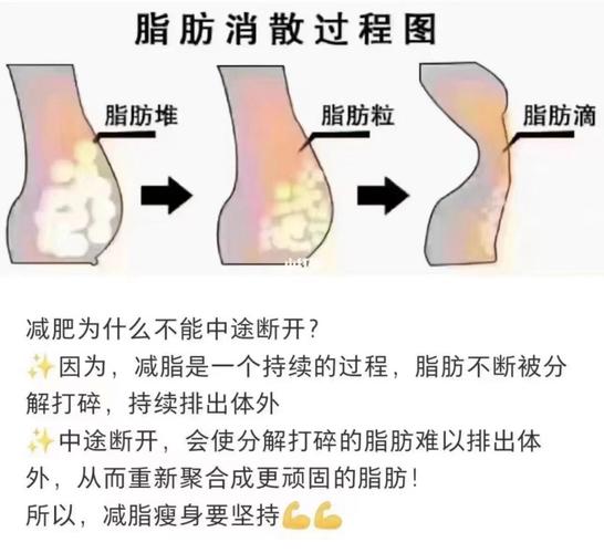 减肥过程中，身体里的脂肪究竟是如何被分解并消失的？
