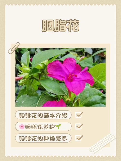 如何通过另类花朵瘦身方法有效对抗情绪性发胖？