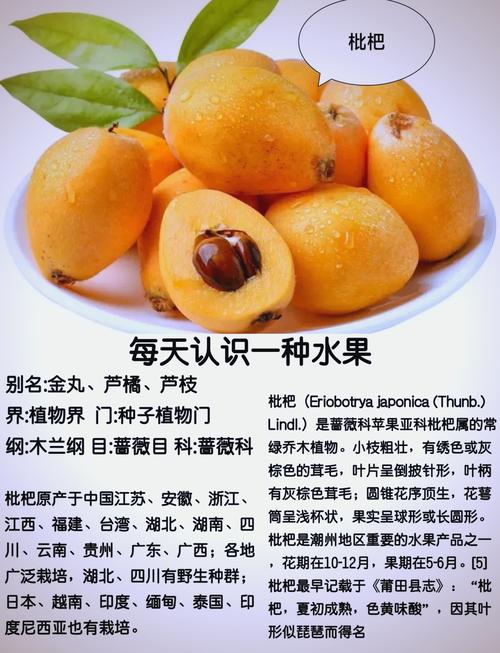 枇杷果减肥应该怎么吃？两种不同的吃法分别是什么？