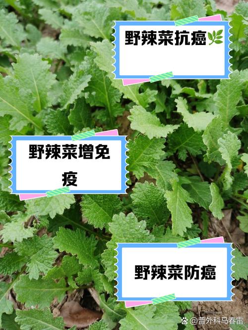 哪些辣味菜被誉为防癌高手？