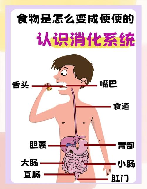 消化系统有哪些不为人知的10个秘密？