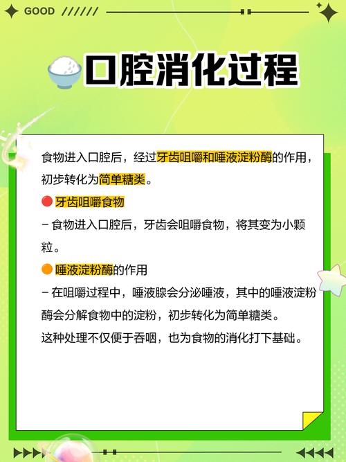 肠胃一天是如何运作的？