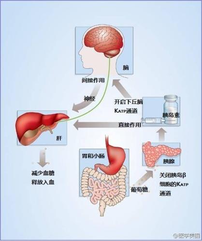 吸脂手术与人体内分泌系统之间是否存在某种关联？