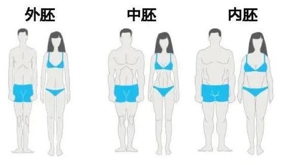 哪种体型在实验中被证明是最具吸引力的？
