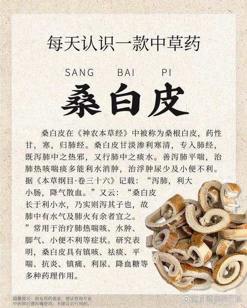 哪种桑白皮饮品最有效帮助减肥？