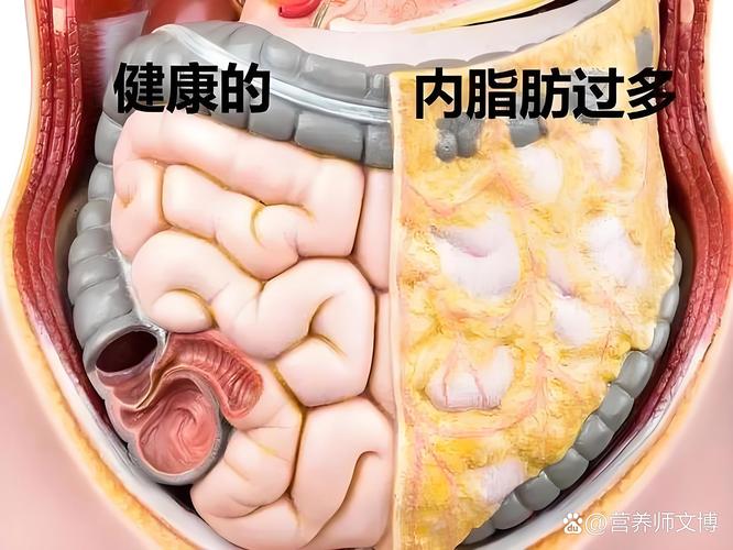 为什么肚子总是成为脂肪堆积的重灾区？