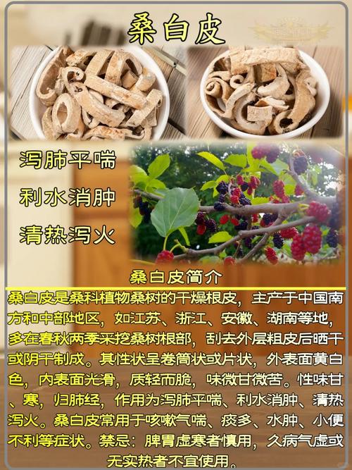 桑白皮真的能帮助减肥吗？
