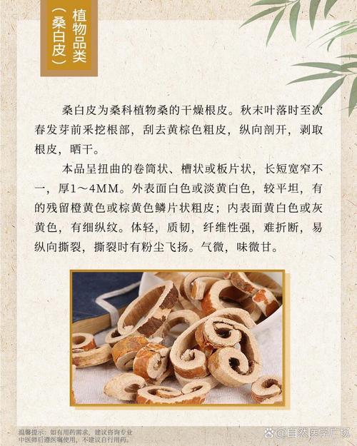 哪种桑白皮饮品最有效帮助减肥？
