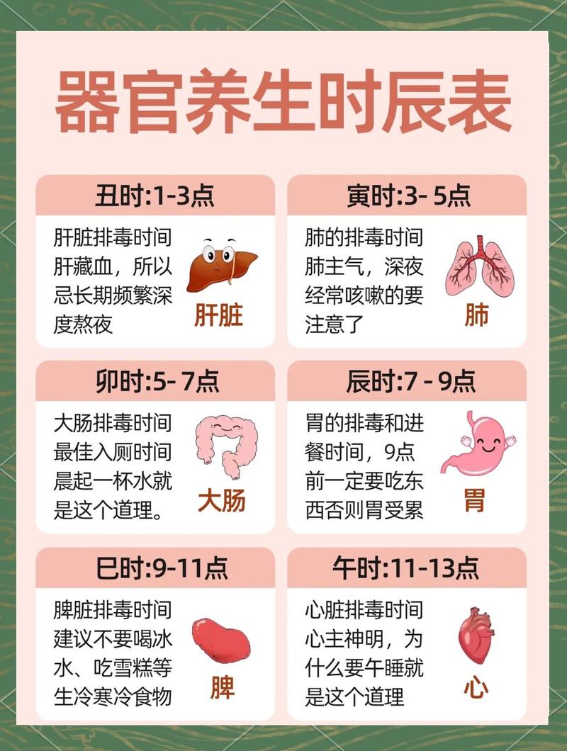 一天中哪个时间段用餐最符合人体生物钟和健康需求？