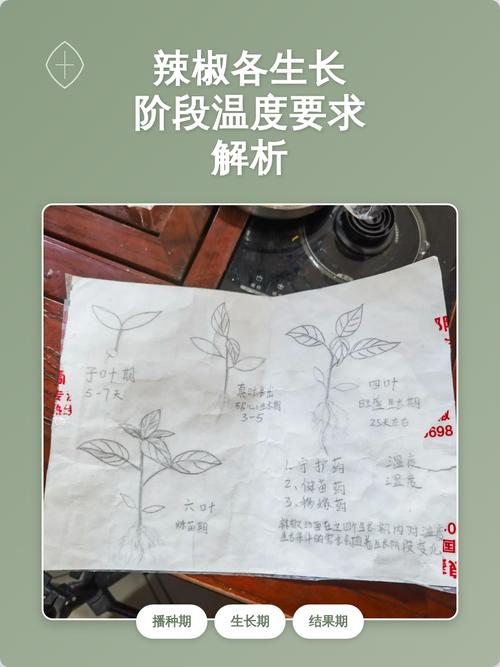 辣椒燃烧脂肪的原理是什么？