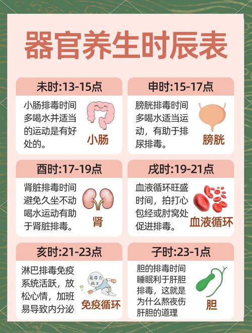 一天中哪个时间段用餐最符合人体生物钟和健康需求？