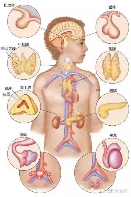 吸脂手术与人体内分泌系统之间是否存在某种关联？