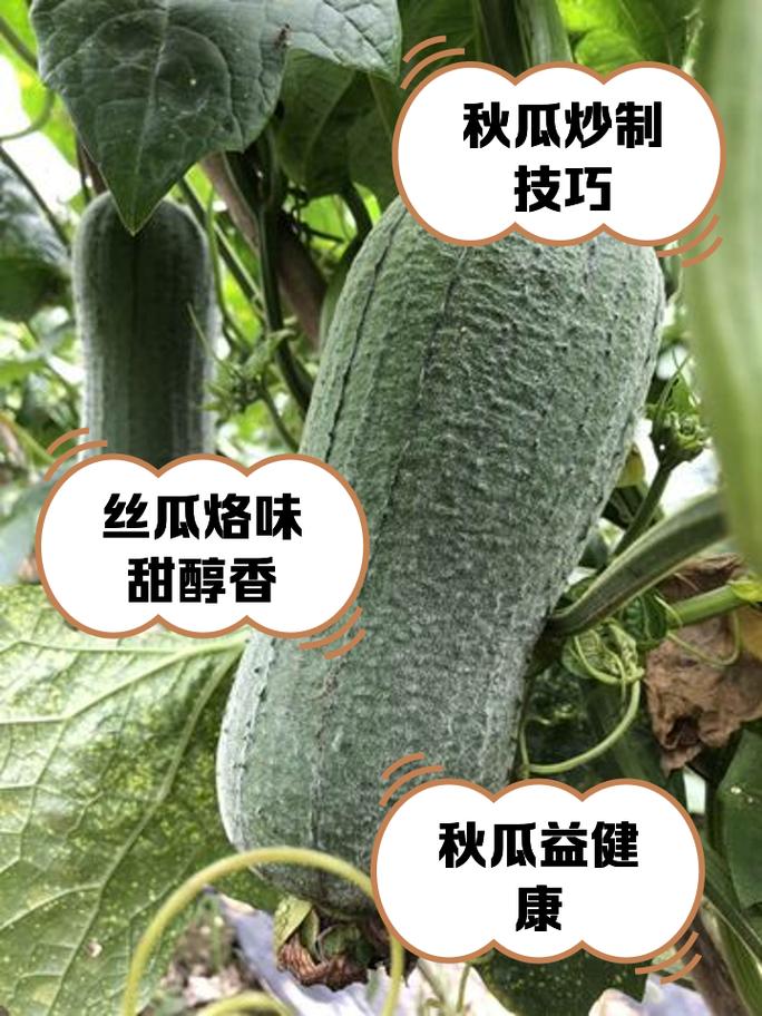 初秋常吃哪种瓜，既能瘦身又能排毒呢？