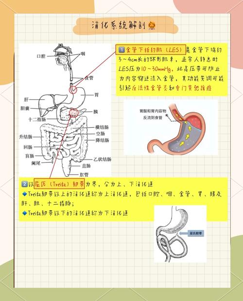 腹腔镜束带式胃减肥手术的原理是什么？