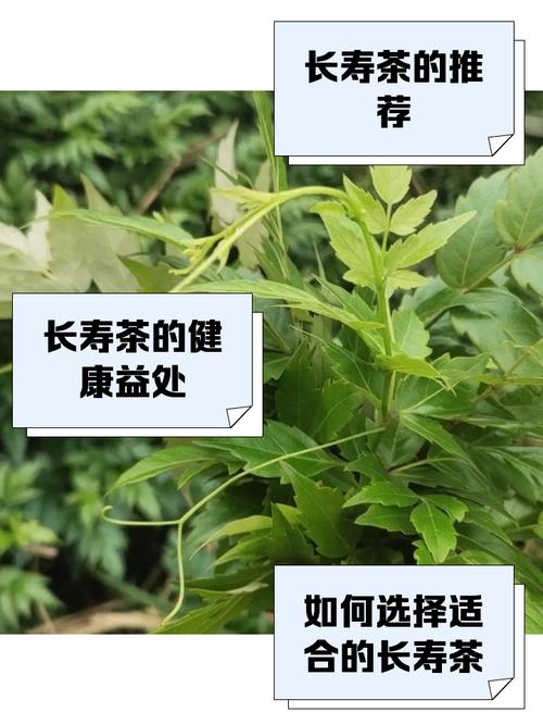 日本人长寿秘诀是常喝绿茶、吃生鱼和蔬菜吗？