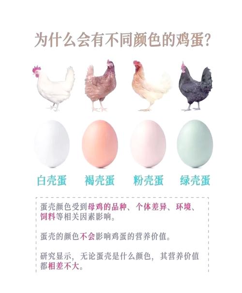 为什么早餐要吃鸡蛋？这7个理由让你不得不尝试！