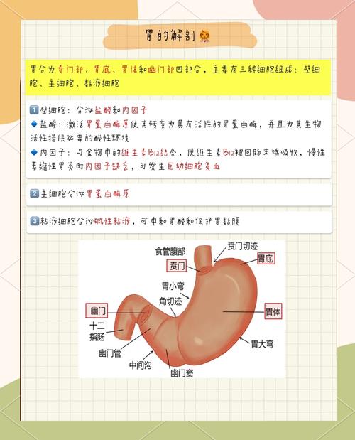 腹腔镜束带式胃减肥手术的原理是什么？