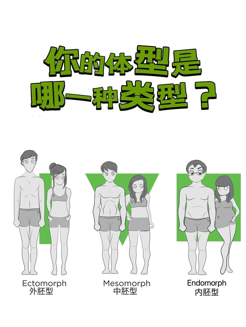 哪种体型在实验中被证明是最具吸引力的？