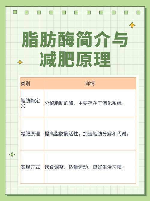 减肥酶的结构是怎样的？如何正确使用才能有效减肥？
