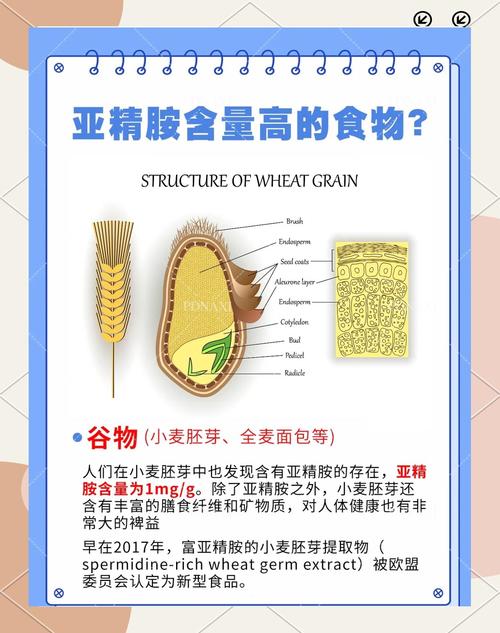 食物中隐藏的抗衰老成分是什么神奇物质？