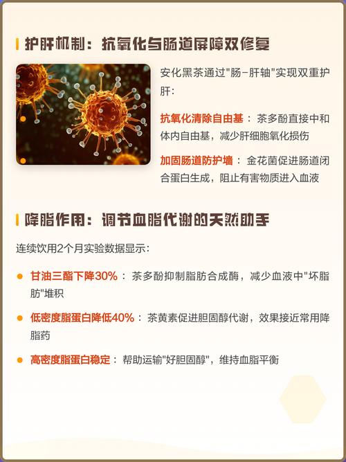 黑茶真的能有效地抑制小腹脂肪堆积吗？