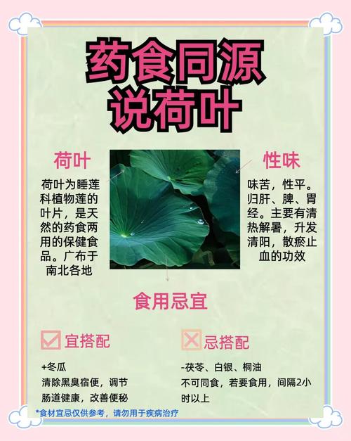 荷叶减肥真的那么神奇吗？能轻松减掉十几斤吗？