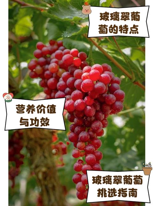 葡萄真的是一种神奇的新型燃脂食物吗？