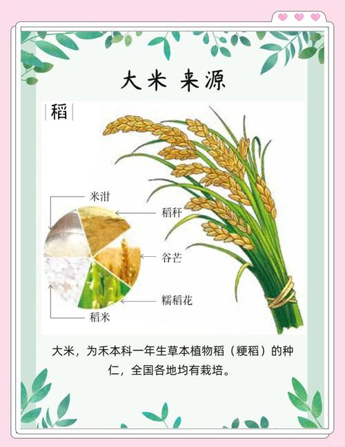 常吃大米真的有助于减肥吗？