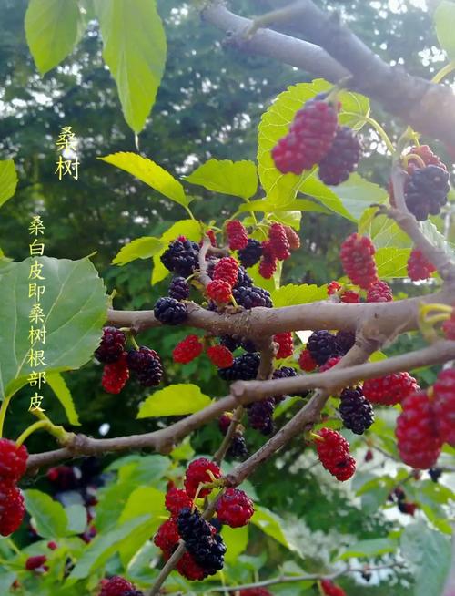 桑白皮真的能帮助减肥吗？
