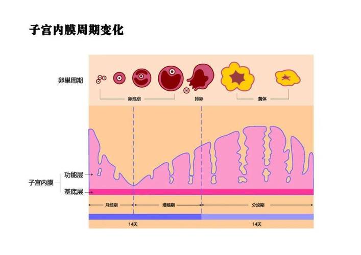 人体24小时生理手册里每个时段的生理变化是怎样的？