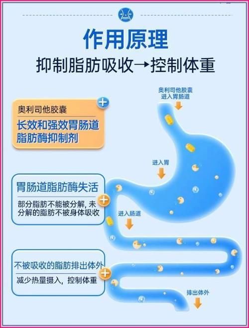 药物减肥的原理是什么？