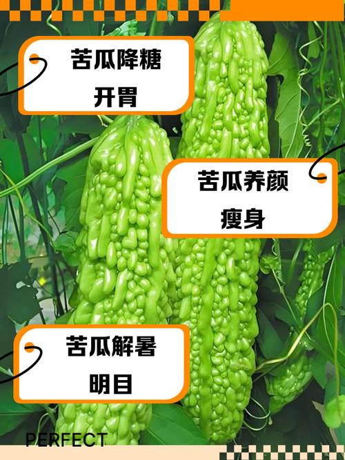 苦瓜真的能显著加速脂肪分解，助力减肥吗？