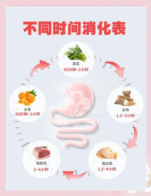 人体消化不同食物需要多长时间？