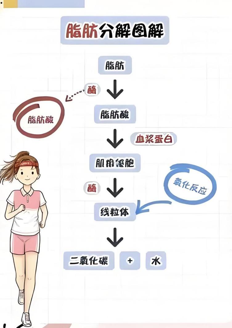 脂肪细胞在人体内一天如何进行能量代谢和脂肪储存？