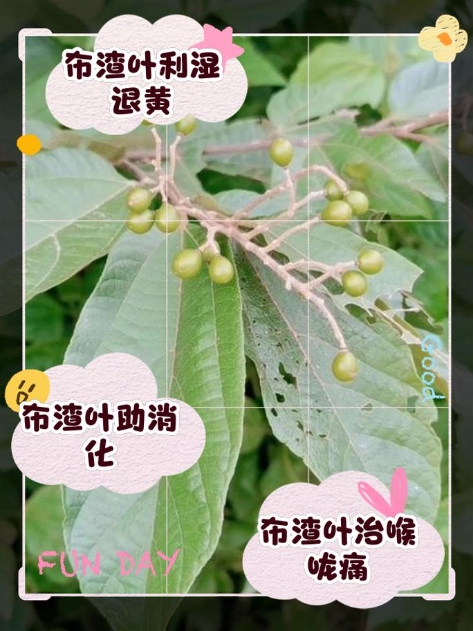 布渣叶能消除胃胀并助减肥吗？