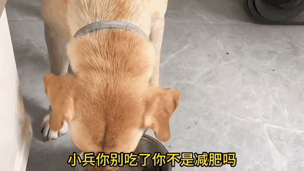 冬季减肥，人狗搭配可行吗？这样减肥会不会不累？