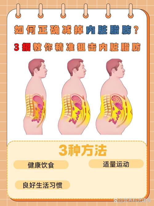 为什么人体腹部区域更容易积累脂肪呢？