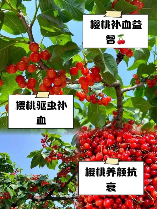这个被称为冬日樱桃，集多重功效于一身的神奇水果究竟是什么呢？