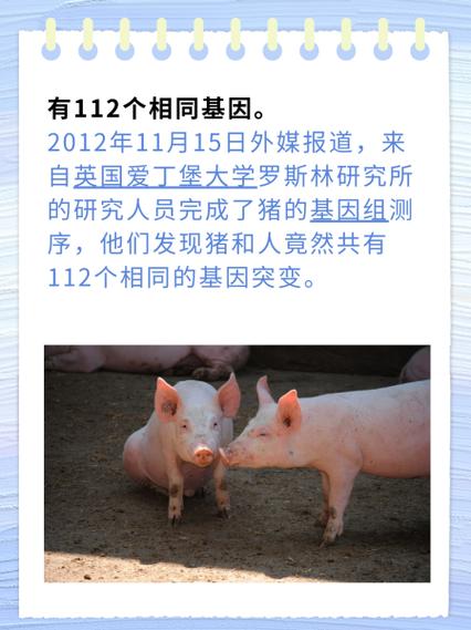 80后教授发现人猪肥胖同源，这背后的人猪肥胖基因联系究竟有何奥秘？