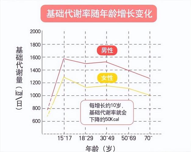 中年人为何容易在生活节奏加快后发胖？