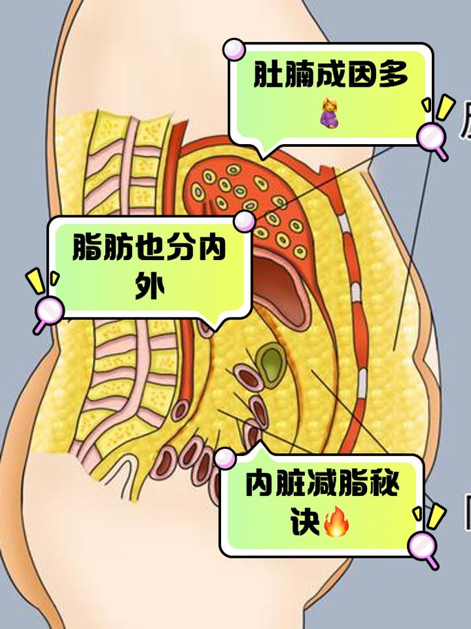 身体里隐藏的脂肪秘密是什么？