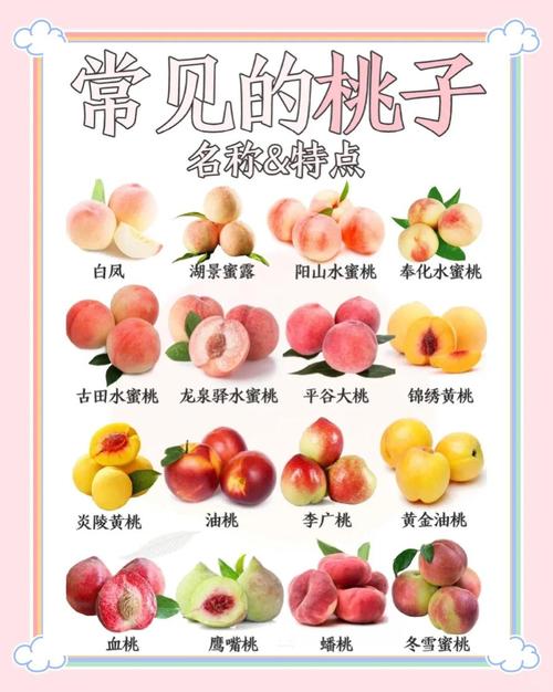 常吃桃子真的能美容减肥吗？