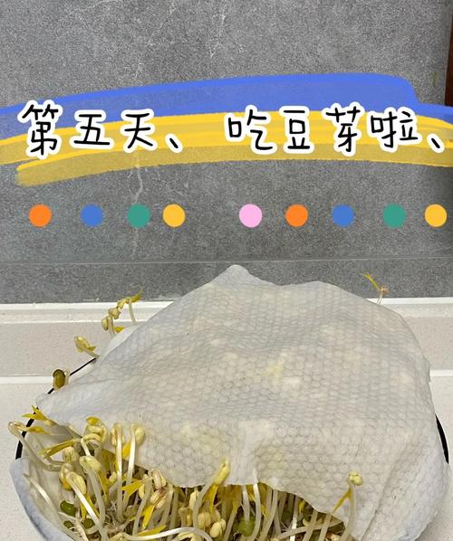 如何通过经济实惠的绿豆芽减肥法达到健康瘦身效果？