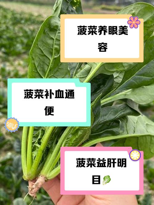 菠菜真的能帮助减肥吗？这是否是科学研究的结论？