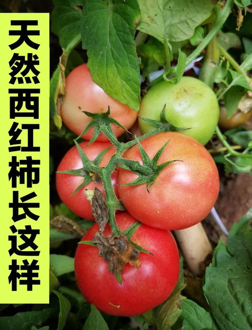 西红柿颜色越红是否代表越熟且具有防癌效果？