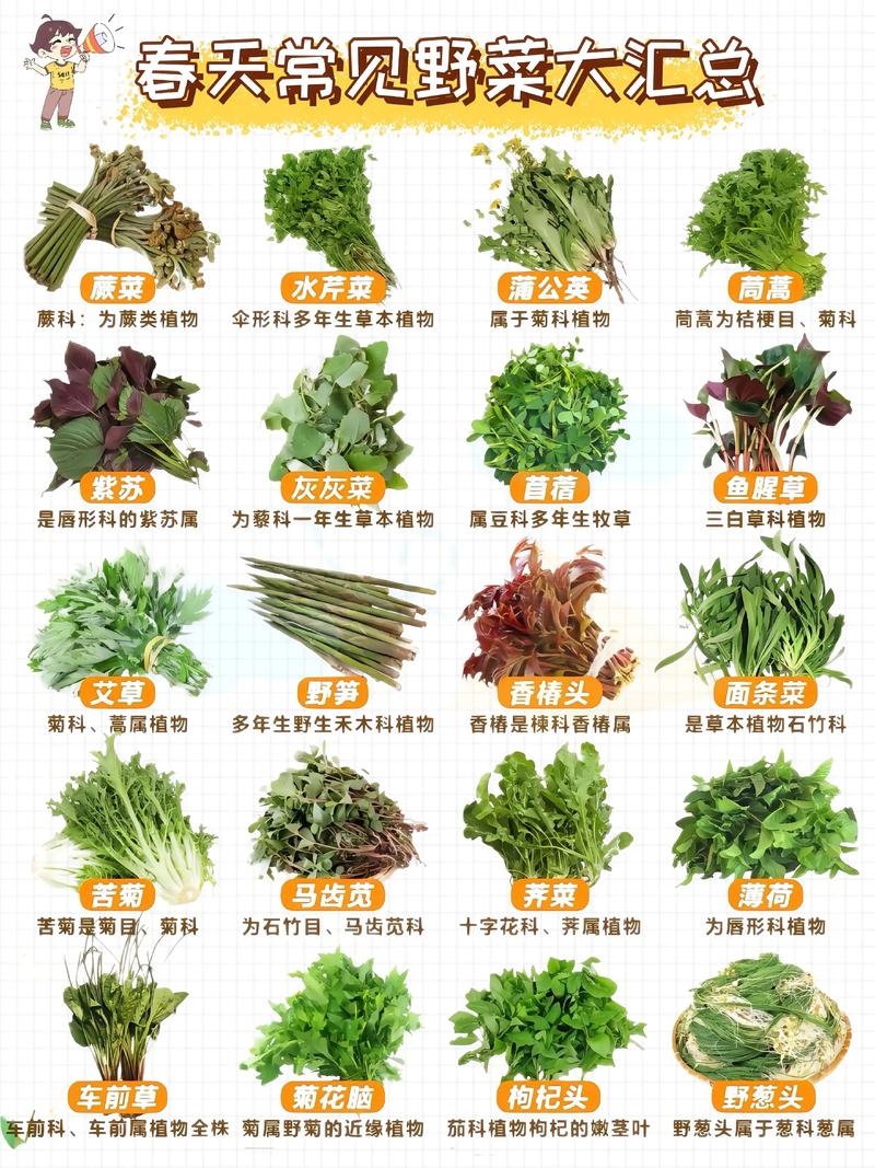 春季多吃哪些野菜能帮助有效减肥呢？