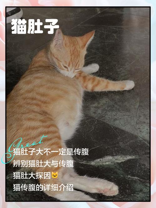 素食减肥猫腻大，会导致不孕吗？
