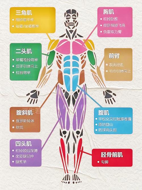 男士锻炼腹肌时哪种常见错误会导致效果不佳？