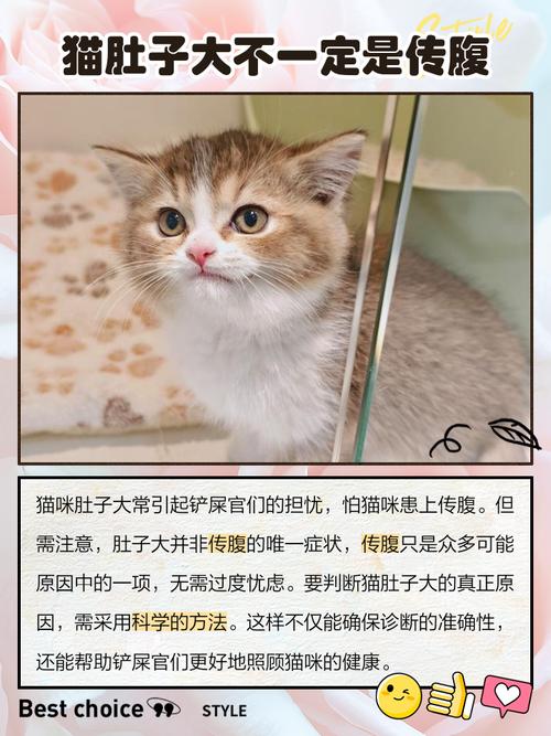 素食减肥猫腻大，会导致不孕吗？